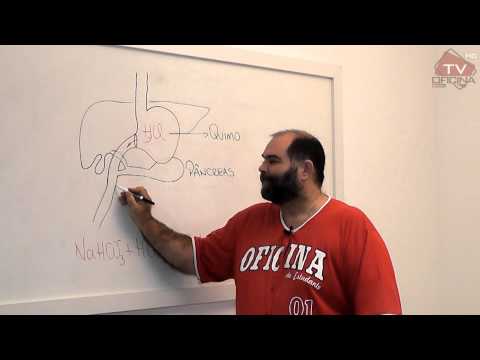 Dica de Biologia – Sistema digestório