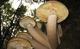 funghi-destaque