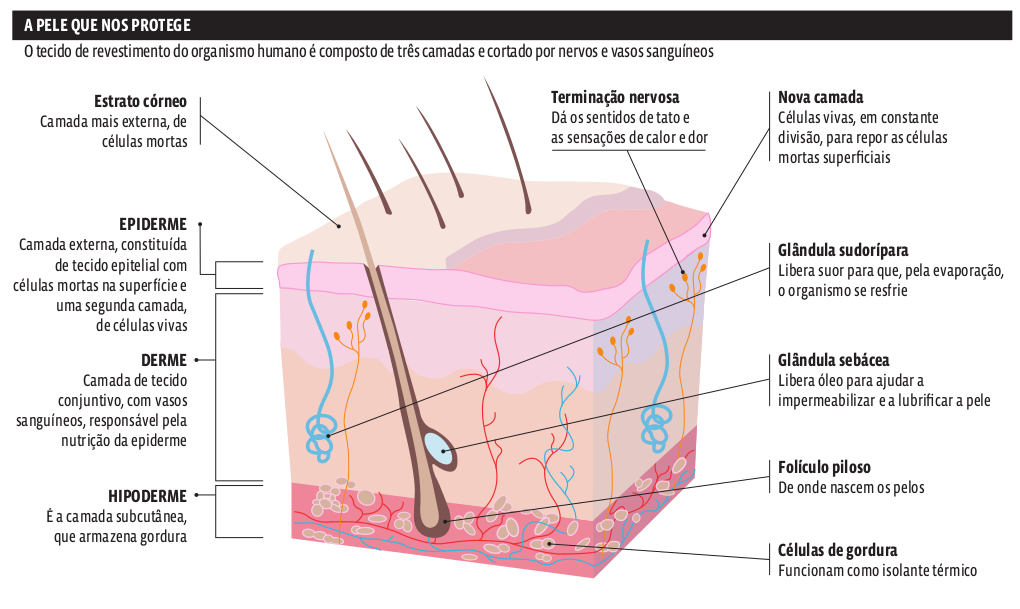 estrutura_pele estrutura_pele