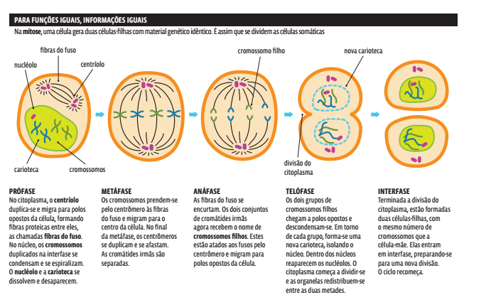 Citologia: Divisão celular (mitose e meiose) | Curso Enem Play | Guia ...