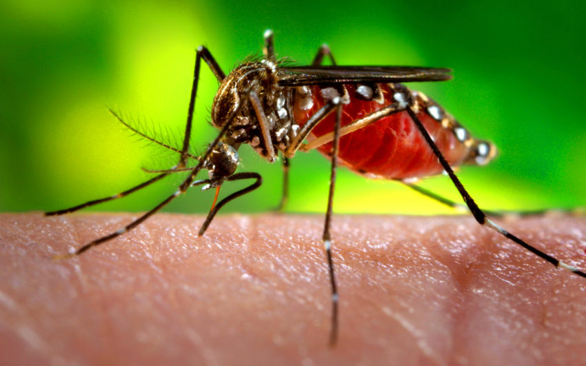 Mosquito Aedes aegypti Mosquito Aedes aegypti