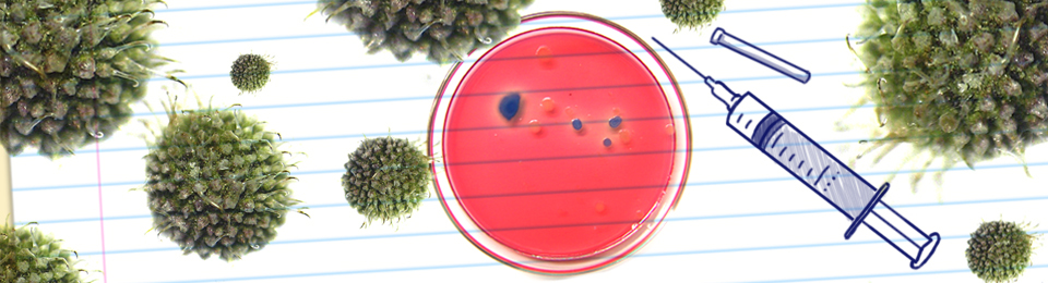 Farmácia ou Biomedicina?
