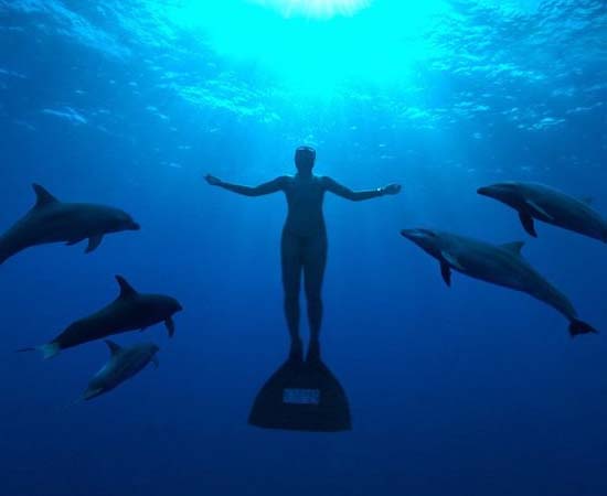 A ENSEADA - THE COVE (2009) é um documentário que mostra a matança dos golfinhos no Japão, onde cerca de 23 mil são mortos anualmente e muitos outros são capturados para serem enviados para parques de diversões.