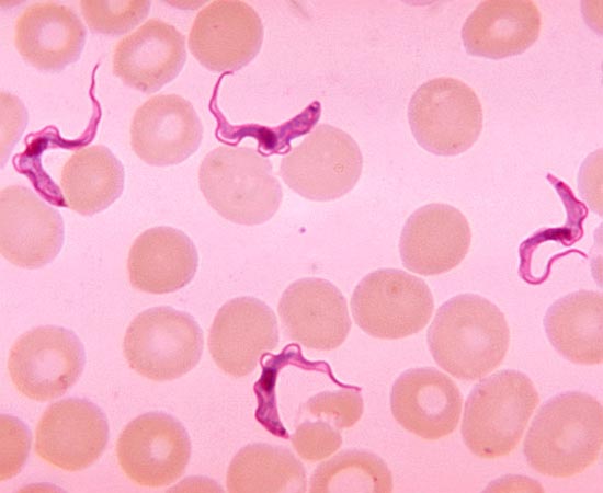 ACELULARES, UNICELULARES E PLURICELULARES - Estude sobre a vida microscópica, vírus, bactérias e fungos.