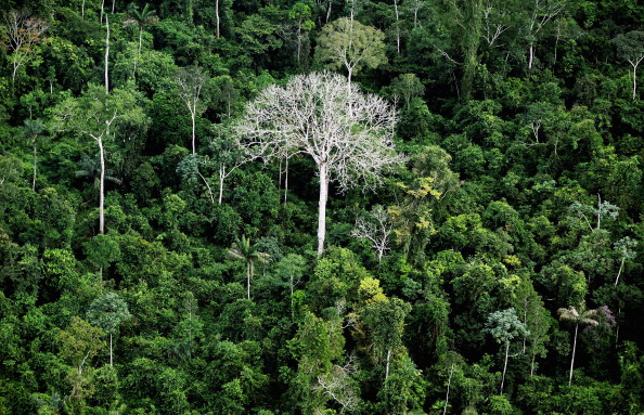 Biologia – Amazônia