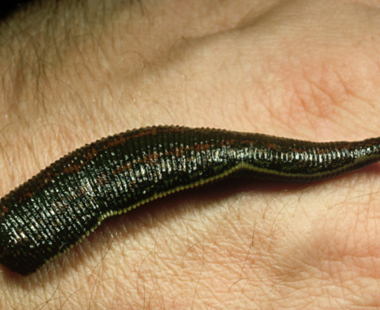 Vermes com corpo segmentado em anéis, como as minhocas e sanguessugas. Na maioria das vezes, são hermafroditas. São invertebrados.