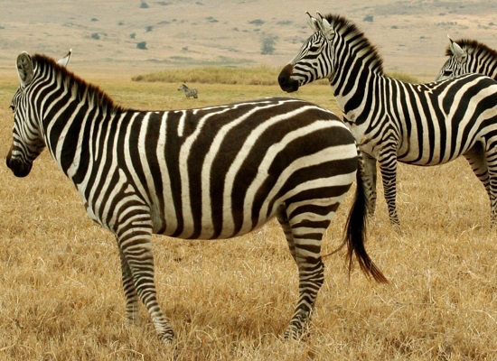 Um conceito fundamental da biologia é que toda célula se origina de outras células. Só o ovo e o zigoto que fogem dessa regra - nos seres de reprodução sexuada esses organismos são o resultado da união de duas células reprodutivas. Cada uma delas tem a metade da informação genética dos ascendentes. (Foto: Creative Commons) Um conceito fundamental da biologia é que toda célula se origina de outras células. Só o ovo e o zigoto que fogem dessa regra - nos seres de reprodução sexuada esses organismos são o resultado da união de duas células reprodutivas. Cada uma delas tem a metade da informação genética dos ascendentes. (Foto: Creative Commons)