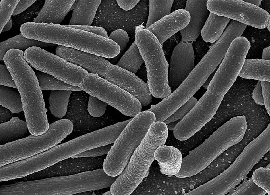 As bactérias são organismos unicelulares. Em média, elas são dez vezes menores do que uma célula eucarionte.
