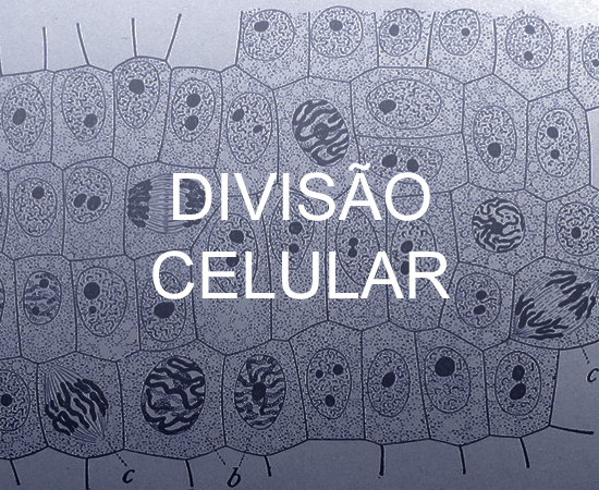 Trabalho de biologia divisão celular