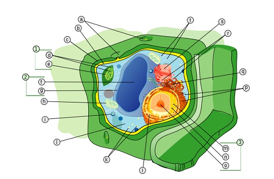 O retículo endoplasmático rugoso faz a síntese de proteína. Enquanto isso, retículo endoplasmático liso cuida da síntese de lipídios. Nas células vegetais, os cloroplastos contém o pigmento envolvido na fotossíntese, enquanto os cromoplastos contêm os pigmentos não verdes. (Foto: Creative Commons)