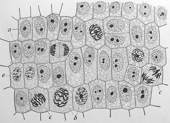 A unidade estrutural de um ser vivo é a célula. A maioria dos seres vivos é unicelular, ou seja, com apenas um célula. Nesse grupo estão as bactérias, por exemplo. Incontáveis organismos são  pluricelulares - neste grupo estão os animais e as plantas. (Foto: Creative Commons)