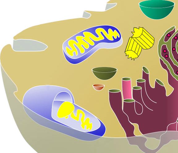 Citologia: Divisão celular (mitose e meiose)