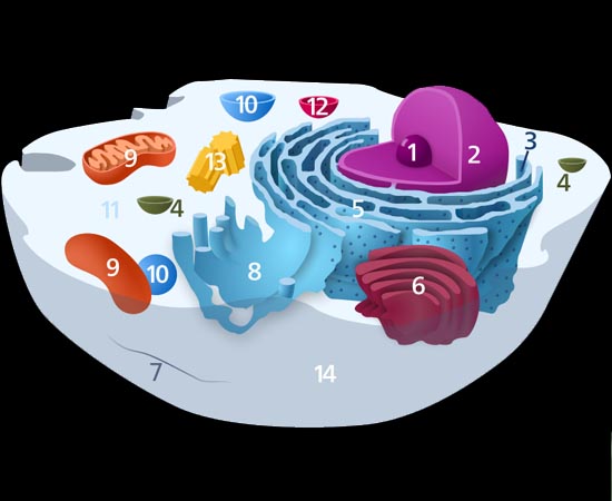 CÉLULAS - Estudante sobre a teoria celular e sobre os componentes de uma célula.