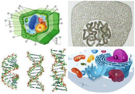 Com dúvidas de biologia? Conheça as principais organelas das células eucarióticas e suas funções. Com dúvidas de biologia? Conheça as principais organelas das células eucarióticas e suas funções.