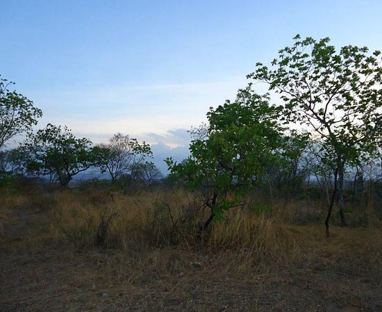 CERRADO - Estude os detalhes do segundo maior bioma brasileiro.