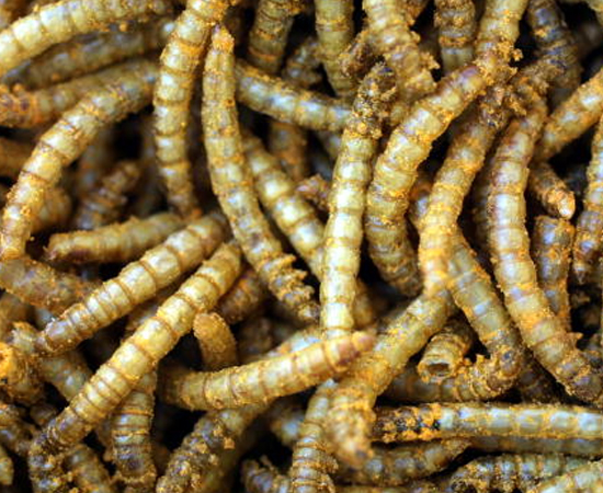 5 - Não experimente comidas estranhas! 5 - Não experimente comidas estranhas!