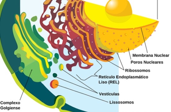 Os vacúolos: são estruturas que armazenam substâncias diversas. Já os leucoplastos armazenam amido. Enquanto isso, o complexo de Golgi é formado por diversas vesículas achatadas e circulares e ajuda na síntese de carboidratos. (Foto: Creative Commons) Os vacúolos: são estruturas que armazenam substâncias diversas. Já os leucoplastos armazenam amido. Enquanto isso, o complexo de Golgi é formado por diversas vesículas achatadas e circulares e ajuda na síntese de carboidratos. (Foto: Creative Commons)