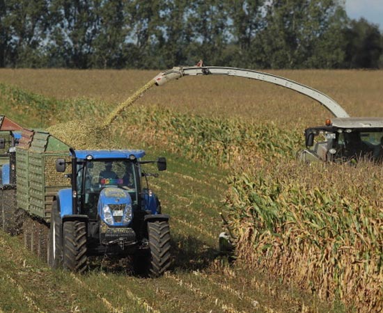AGRONOMIA - São as ciências e técnicas usadas para melhorar a qualidade e a produtividade de lavouras, rebanhos e produtos agroindustriais.