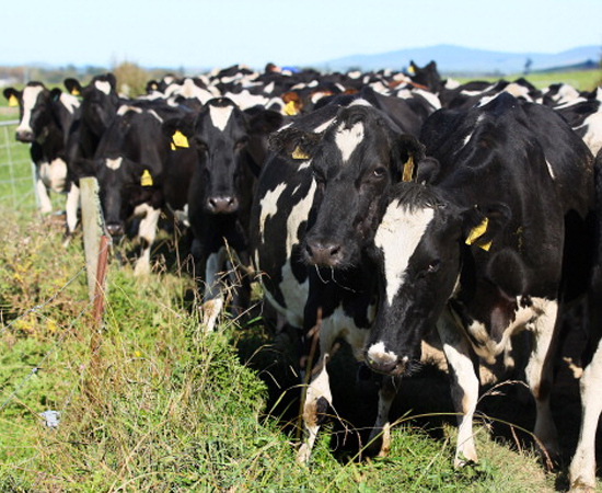 CIÊNCIAS RURAIS - Com conhecimentos sólidos em ciências agrárias, esse profissional é especialista nas atividades do meio rural. Ele entende de produção vegetal, produção animal e proteção ambiental. CIÊNCIAS RURAIS - Com conhecimentos sólidos em ciências agrárias, esse profissional é especialista nas atividades do meio rural. Ele entende de produção vegetal, produção animal e proteção ambiental.