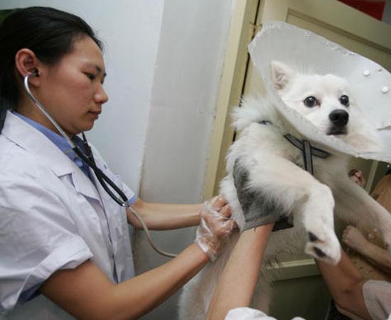 MEDICINA VETERINÁRIA - O médico veterinário dá assistência clínica e cirúrgica a animais domésticos e silvestres, além de cuidar da saúde, da alimentação e da reprodução de rebanhos. MEDICINA VETERINÁRIA - O médico veterinário dá assistência clínica e cirúrgica a animais domésticos e silvestres, além de cuidar da saúde, da alimentação e da reprodução de rebanhos.