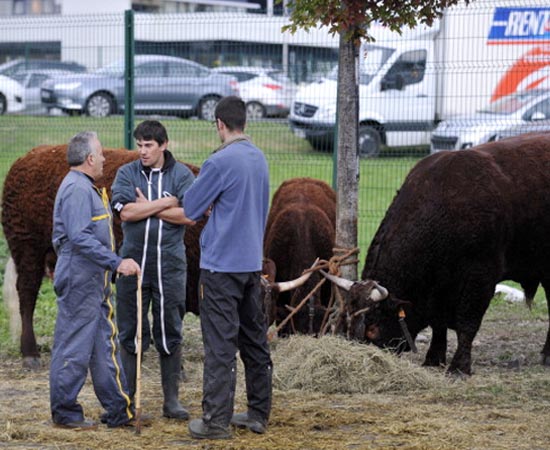 ZOOTECNIA - É a busca de maior produtividade e rentabilidade na criação de animais e no desenvolvimento de produtos como carne, ovos, leite e seus derivados. ZOOTECNIA - É a busca de maior produtividade e rentabilidade na criação de animais e no desenvolvimento de produtos como carne, ovos, leite e seus derivados.