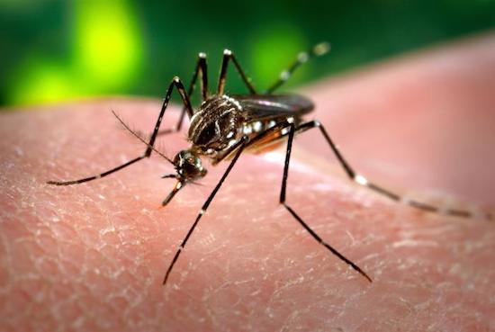 Duas doenças endêmicas no Brasil, a Dengue e a Febre Amarela são transmitidas pelo mesmo vetor, o mosquito Aedes aegypti. A Febre Amarela é mais comum em zonas rurais das regiões Norte e Centro-Oeste, e também nos estados de MA, PI, BA, MG, SP, PR, SC e RS. Os sintomas são dores de cabeça e no corpo, febre alta e  olhos e pele amarelados. Pode ser prevenida através de vacina e leva à morte em 50% dos casos. Já a Dengue é comum em todo território nacional. Os sintomas são febre baixa, dores de cabeça e no corpo, náuseas e sangramentos no caso da Dengue Hemorrágica. Ainda não existe vacina para a doença. O risco de morte é de até 20% para a Dengue Hemorrágica e 1% para a versão clássica. (Foto: Creative Commons)