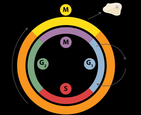 DIVISÃO CELULAR - Estude sobre o período de preparação e sobre as fasea da mitose e da meiose.