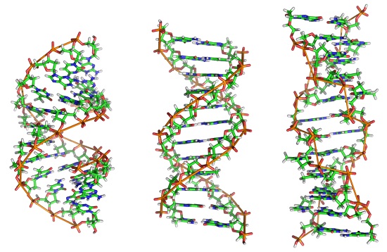 Essas células apresentam também maior quantidade de DNA. Os cromossomos ficam separados do citoplasma pelo envoltório nuclear. (Foto: Creative Commons) Essas células apresentam também maior quantidade de DNA. Os cromossomos ficam separados do citoplasma pelo envoltório nuclear. (Foto: Creative Commons)