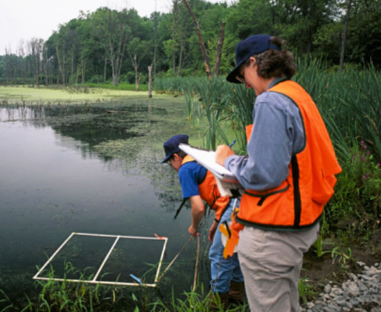 Engenharia Florestal - É o ramo da engenharia voltado para o estudo e o uso sustentável de recursos florestais. O engenheiro florestal avalia o potencial de ecossistemas florestais e planeja seu aproveitamento de modo a preservar a flora e a fauna locais.