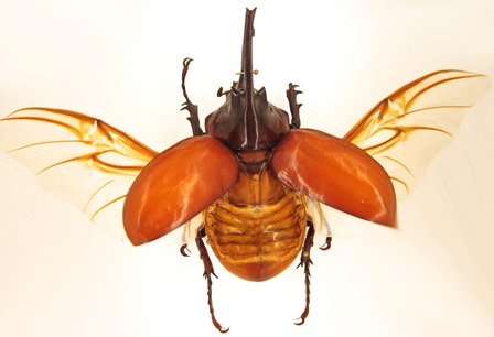 FSP está com inscrições abertas para mestrado em Entomologia