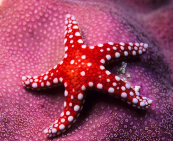 Animais marinhos de esqueleto interno calcário, como estrelas-do-mar e pepinos-do-mar. São invertebrados.