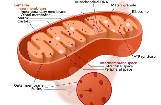 A principal função das mitocôndrias é liberar energia aos poucos, das moléculas de glicose e ácidos graxos. É desse processo que resultam a liberação de calor e de moléculas de ATP (adenosina-trifosfato). (Foto: Creative Commons)