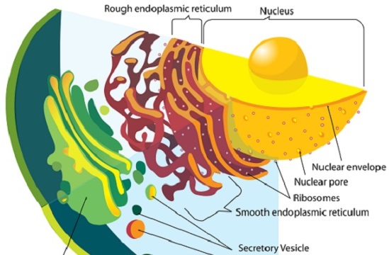 O citoplasma das células eucarióticas é envolto pela membrana plasmática e é formado pela matriz, organelas e diversos compartimentos. O espaço entre esses compostos é preenchido pela matriz citoplasmática ou citosol. (Foto: Creative Commons)