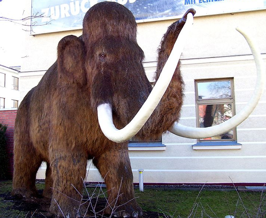 EXTINÇÃO - Durante quase todos esses períodos ocorreram extinção em massa, ou seja, um decréscimo bruto da biodiversidade através da extinção de vários grupos ao mesmo tempo. Apesar de ser um fenômeno comum (se considerarmos a longa escala do tempo geológico), diversos eventos de extinção massiva foram particularmente violentos, acabando com mais da metade das formas de vida.