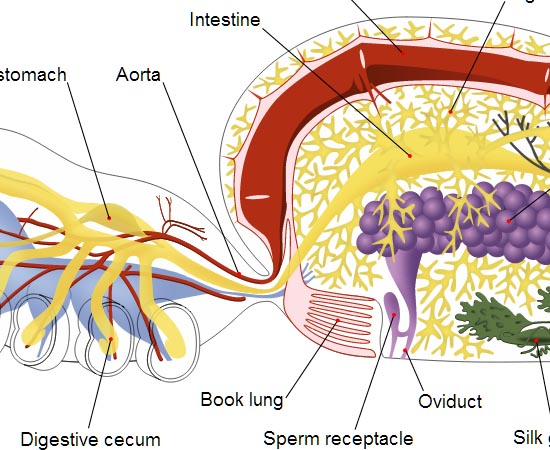 FISIOLOGIA ANIMAL - Estude sobre o Sistema Tegumentar, sistemas de sustentação, sistema circulatório, sistema respiratório, sistema digestório, sistema excretor, sistema nervoso, sistema endócrino e sistema reprodutor.