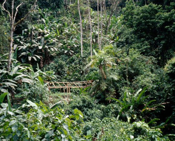 <strong>Floresta Tropical - </strong>Esse tipo de flora é um grande conhecido nosso, basta pensar na Amazônia. É uma vegetação de baixas latitudes, de regiões quentes e úmidas; as plantas têm folhas largas (latifoliadas), que absorvem mais energia solar, e são perenes, isto é, não caem no inverno. O solo é coberto por húmus, formado pela decomposição de galhos, troncos e folhas. Além do Sudeste Asiático, as florestas tropicais, cobrem grande parte da América do Sul, da América Central, da zona equatorial da África e do Subcontinente Indiano.