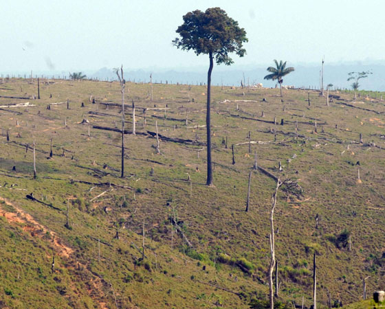 No Enem 2008 a proposta pedia uma resposta para: "Como preservar a floresta Amazônica". Foram sugeridas três possibilidades - suspender imediatamente o desmatamento; dar incentivo financeiros a proprietários que deixarem de desmatar; ou aumentar a fiscalização e aplicar multas a quem desmatar. O Guia publicou duas análises de redação com dicas sobre o tema. Podem ser conferidas <a href="http://guiadoestudante.abril.com.br/blog/redacao-para-o-enem-e-vestibular/analise-da-redacao-tema-como-preservar-a-floresta-amazonica/" target="_blank" rel="noopener">aqui</a> e <a href="http://guiadoestudante.abril.com.br/blog/redacao-para-o-enem-e-vestibular/analise-de-redacao-a-importancia-de-proteger-a-floresta-amazonica/" target="_blank" rel="noopener">aqui</a>. Sobre o assunto, <a href="http://guiadoestudante.abril.com.br/curso-enem-play/atualidades-ciencias-e-meio-ambiente-desmatamento/" target="_blank" rel="noopener">vale a pena conferir um texto de atualidades</a> do Curso Enem.
