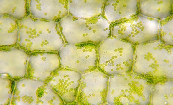 VEGETAL | Além dos processos químicos envolvendo as células, a água participa da fotossíntese e do metabolismo dos vegetais. (Imagem: iStock)