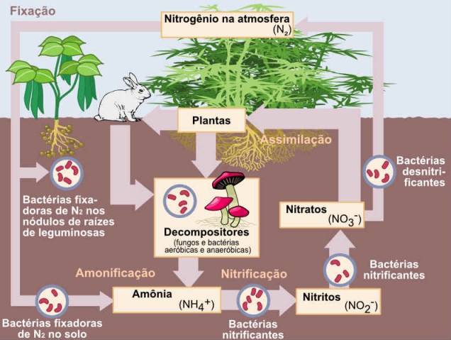 No entanto, as plantas são capazes de absorver o nitrogênio apenas sob a forma de íon de amônio (NH4+), íon de nitrito (NO2-) e íon de nitrato (NO3-). Portanto, para a obtenção desses compostos, são realizados processos de fixação, nitificação, desnitrificação e decomposição - que compõem, assim, o ciclo do nitrogênio. (Imagem: Wikimedia Commons)