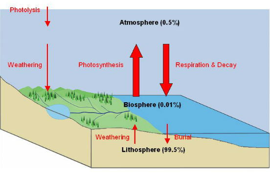 O oxigênio é encontrado dissolvido na água de oceanos, lagos e rios, além de ser um dos gases que formam a atmosfera. Ele pode ser devolvido para o meio ambiente sob a forma de CO2 como consequência da respiração de plantas e animais, e também através dos processos de fermentação. O ciclo do oxigênio está intimamente ligado ao ciclo do carbono, já que ambos encontram-se relacionados à respiração celular e à fotossíntese - enquanto a fotossíntese libera oxigênio para a atmosfera, a respiração celular e a combustão o consomem. (Imagem: Wikimedia Commons)