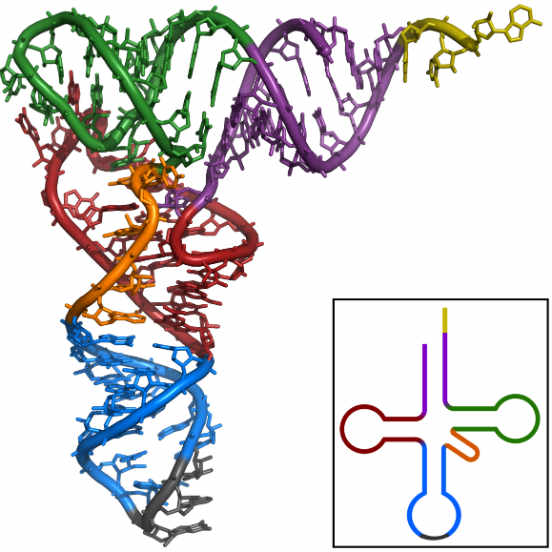 Os diferentes tipos de RNA estão diretamente envolvidos no processo de síntese proteica. Ele pode ser classificado em três formas diferentes, de acordo com sua estrutura e função: RNA ribossômico (RNAr), RNA mensageiro (RNAm) e RNA transportador (RNAt). O RNAr, tipo de RNA mais abundante nas células, é o constituinte primário dos ribossomos; o RNAm atua com os ribossomos na sintese proteica; o RNAt carrega os aminoácidos utilizados para a síntese das proteínas. A imagem representa a estrutura do RNAt, que estruturalmente lembra um trevo de quatro folhas.