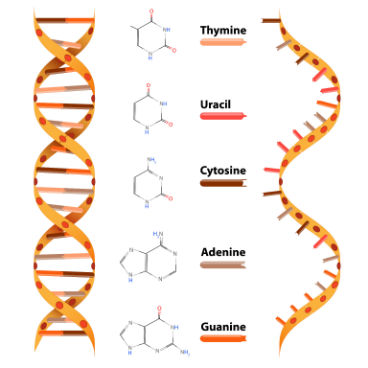O ácido desoxirribonucleico (DNA) e o ácido ribonucleico (RNA) são tipos de ácidos nucleicos. Cada nucleotídeo que os compõe é formado por três partes: um radical fosfato, uma pentose (açúcar formado por cinco átomos de carbono) e uma base nitrogenada. Desses componentes, apenas o radical fosfato é o mesmo tanto para o DNA quanto para o RNA. Já a pentose presente no RNA é a ribose, enquanto a do DNA é a desoxirribose.