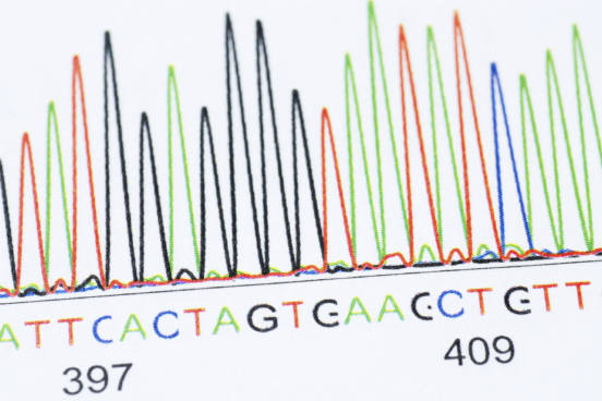 As bases nitrogenadas podem pertencer a dois grupos, o das bases púricas (adenina e guanina) e o das pirimídicas (timina, citosina e uracila). As bases púricas existem tanto no DNA quanto no RNA. Já das bases pirimídicas, a timina é exclusiva do DNA e a uracila do RNA, enquanto a citosina é comum para ambos. As bases nitrogenadas podem pertencer a dois grupos, o das bases púricas (adenina e guanina) e o das pirimídicas (timina, citosina e uracila). As bases púricas existem tanto no DNA quanto no RNA. Já das bases pirimídicas, a timina é exclusiva do DNA e a uracila do RNA, enquanto a citosina é comum para ambos.