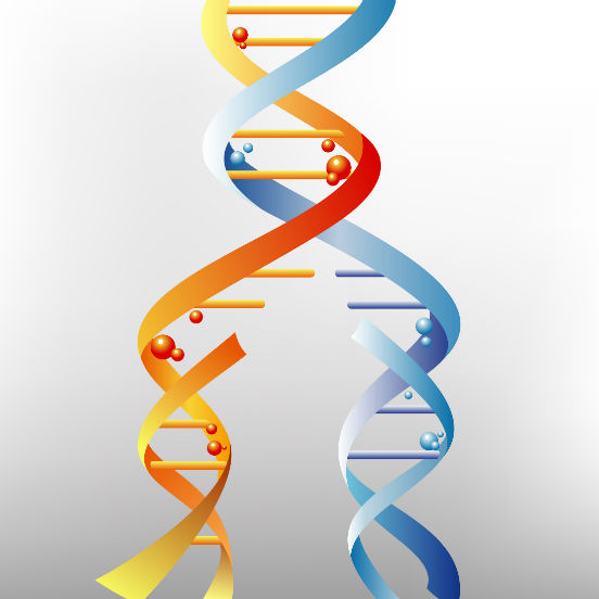 A replicação do DNA acontece de forma semiconservativa: as duas cadeias complementares se separam sob ação da enzima DNA polimerase, que rompe as pontes de hidrogênio entre as bases nitrogenadas. Assim, cada uma delas serve como molde para a formação de uma nova fita. A replicação acontece sempre antes da divisão celular.