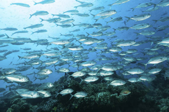 Chamado de The New Plastics Economy, o relatório da Fundação Ellen MacArthur causou muita preocupação ao afirmar que, em 2050, haverá mais plástico do que peixes no oceano, em termos de peso. Mas, apesar de ganhar as manchetes de vários jornais, o relatório acabou sendo questionado - afinal, como é possível medir a quantidade de plástico e contar o número de peixes nos mares? (Imagem: iStock)