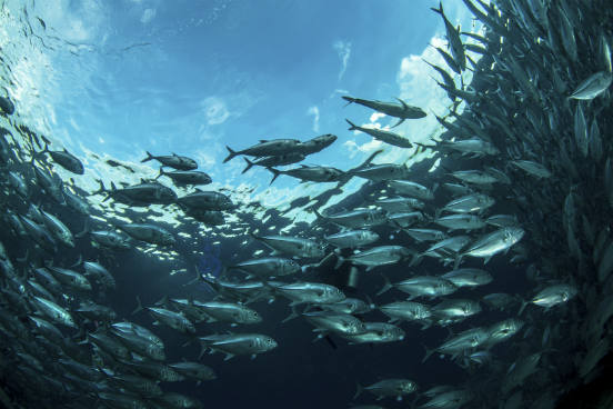 Já a estimativa para o número de peixes teve como base um estudo de 2008 liderado pelo inglês Simon Jennings, onde foram usadas imagens de satélite para medir a extensão de fitoplâncton nos oceanos. Como os fitoplânctons são a base de quase todas as cadeias alimentares marinhas, esse dado pode ser útil para uma estimativa do número de peixes nos oceanos. (Imagem: iStock) Já a estimativa para o número de peixes teve como base um estudo de 2008 liderado pelo inglês Simon Jennings, onde foram usadas imagens de satélite para medir a extensão de fitoplâncton nos oceanos. Como os fitoplânctons são a base de quase todas as cadeias alimentares marinhas, esse dado pode ser útil para uma estimativa do número de peixes nos oceanos. (Imagem: iStock)