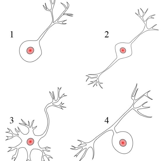Os neurônios são formados pelo corpo celular, onde fica o núcleo da células e suas organelas. O corpo celular pode ter ramificações de dois tipos: dendritos e axônio. Os dendritos são especializados em receber impulsos e o axônio (que é sempre único para cada neurônio) é responsável por retransmiti-los. Ou seja, o impulso nervoso sempre é transmitido no sentido dendrito -> corpo -> axônio. A imagem mostra os diferentes tipos de neurônio - unipolar, bipolar, multipolar e pseudounipolar. (Imagem: Wikimedia Commons)