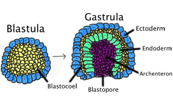 Os tecidos surgem a partir da endoderme, ectoderme e mesoderme, três tipos de folhetos embrionários. Conforme o desenvolvimento embrionário, as células se especializam quanto à sua forma e função. (Imagem: Wikimedia Commons)