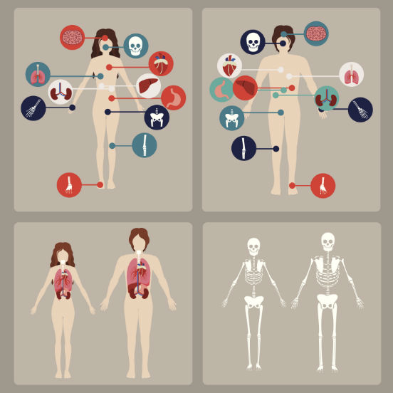 Os tecidos humanos atualmente são classificados em: epitelial, conjuntivo, muscular e nervoso. (Imagem: Thinkstock)