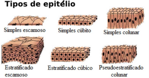 O tecido epitelial se origina a partir da ectoderme, mesoderme e endoderme. Ele tem células justapostas, com pouca ou nenhuma substância intercelular, não é vascularizado, recebendo os nutrientes por difusão, e é extremamente inervado. Pode ser simples (uma única camada de células), estratificado (mais de uma camada de células) ou pseudoestratificado (uma única camada, mas com impressão de várias). (Imagem: Wikimedia Commons)